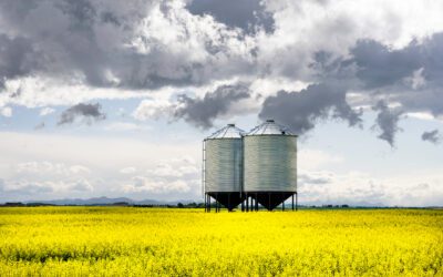 Pricing canola in a volatile market